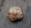 Tuber gibbosum