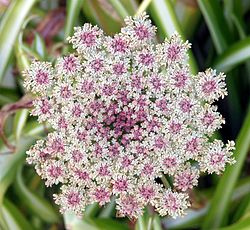 Daucus carota ή Άγριο καρότο