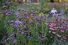 Verbena officinalis (IJzerhard)