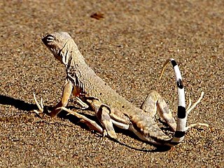 Zebra-tailed lizard Species of lizard