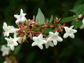 <i>Linnaea <span style="font-style:normal;">×</span> grandiflora</i> Hybrid species of flowering plant in the honeysuckle family Caprifoliaceae