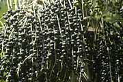 Açaí (Euterpe oleracea; Açaí-do-Pará) (Euterpe precatoria; Açaí-do-Amazonas)