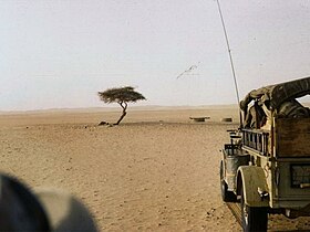 L'arbre du Ténéré en 1961.