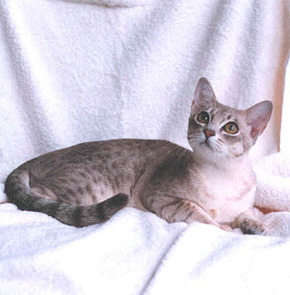 <span class="mw-page-title-main">Australian Mist</span> Breed of cat