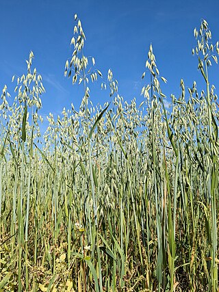 <span class="mw-page-title-main">Oat</span> Cool weather staple grain, animal feed