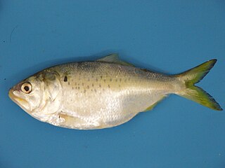 <span class="mw-page-title-main">Gulf menhaden</span> Species of fish