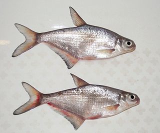 <span class="mw-page-title-main">White-eye bream</span> Species of fish