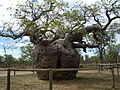 AFFENBROTBAUM Boab Prison Tree Australien Adansonia gregorii