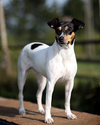 <span class="mw-page-title-main">Ratonero Bodeguero Andaluz</span> Dog breed