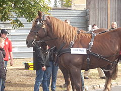 Cheval de trait (Breton).