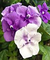 Brunfelsia uniflora ou Veuve joyeuse.