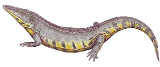 <i>Bystrowiana</i> Extinct genus of tetrapodomorphs