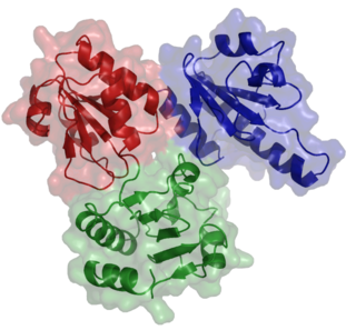 <span class="mw-page-title-main">Calsequestrin</span> Calcium-binding protein