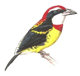 Scarlet-banded barbet Species of bird