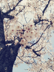 Cherry Blossom Festival