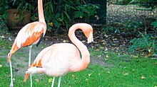 A Chilean flamingo preening itself