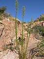 Calico Basin, southern NV