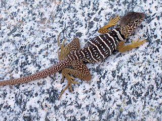 Baja California collared lizard Species of lizard