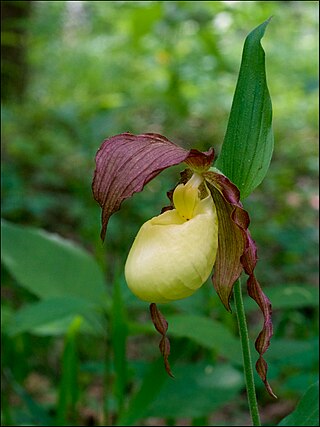 <i>Cypripedium kentuckiense</i> Species of orchid