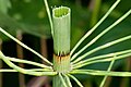 Mýribjølluvísa (Equisetum fluviatile)