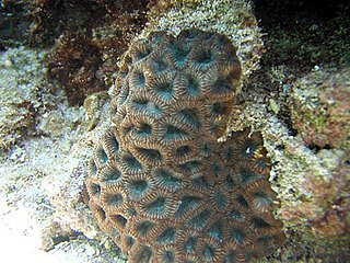 <i>Favites complanata</i> Species of coral