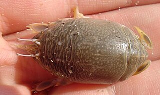 <i>Emerita</i> (crustacean) Genus of crustaceans