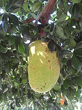 Fruit du jacquier à Tahiti.