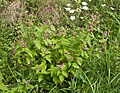 Galeopsis pubescens Germany - Frankenhöhe