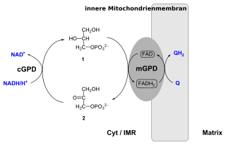 <span class="mw-page-title-main">Glycerol phosphate shuttle</span> NADH transport mechanism in mitochondria