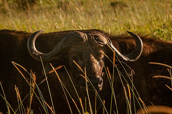 Golden Gaze Photograph: Vanmulondo