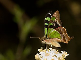 <i>Graphium</i> (butterfly) Genus of mostly tropical swallowtail butterflies