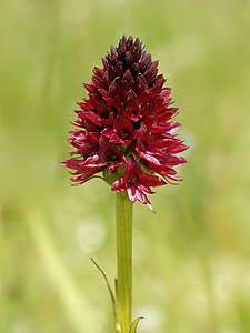 Къара нигрителланы (Gymnadenia rhellicani) чакъгъаны (Швейцария).