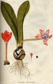 Haemanthus coccineus