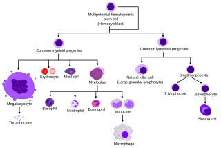 <span class="mw-page-title-main">Hematopoietic stem cell</span> Stem cells that give rise to other blood cells