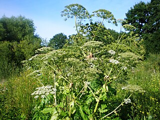 <i>Heracleum sosnowskyi</i> Species of flowering plant