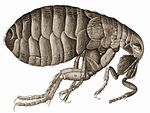 لاتینجه: Pulex irritans