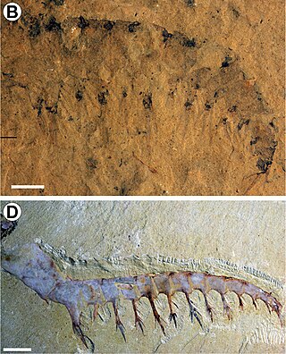 <i>Houcaris</i> Genus of radiodonts