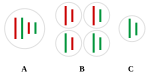 Hybridogenesis in water frogs gametes.svg