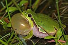 Hyla arborea (Laubfrosch, rufendes Männchen) [D]