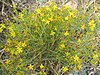 Hypericum triquetrifolium.jpg