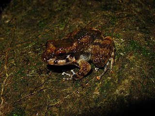 <i>Alcalus</i> Genus of amphibians