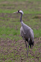 Grue cendrée (Grus grus)