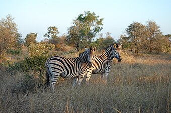 N.P. Kruger (Súd-Afrika)