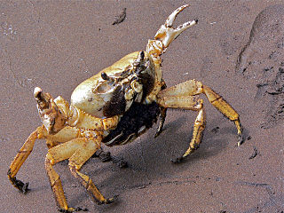 <i>Johngarthia weileri</i> Species of crab