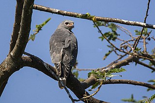 <span class="mw-page-title-main">Lizard buzzard</span> Species of bird