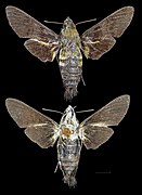 Macroglossum bombylans