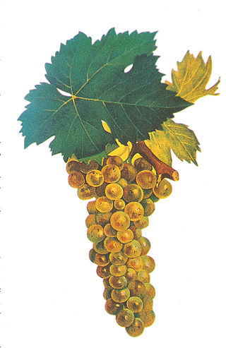 <span class="mw-page-title-main">Muscat Blanc à Petits Grains</span> Variety of grape