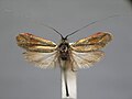 Nemophora prodigella (Adelidae)