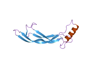 <span class="mw-page-title-main">GDF2</span> Protein-coding gene in the species Homo sapiens