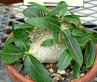 <i>Pachypodium brevicaule</i> Species of flowering plant